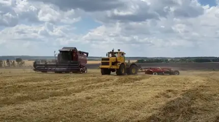 Украинский экономист объяснил, почему при рекордном урожае зерновых в стране дорожает хлеб