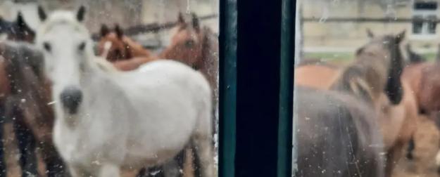 300 лошадей под нож? – судьба единственной фермы кумыса в Крыму