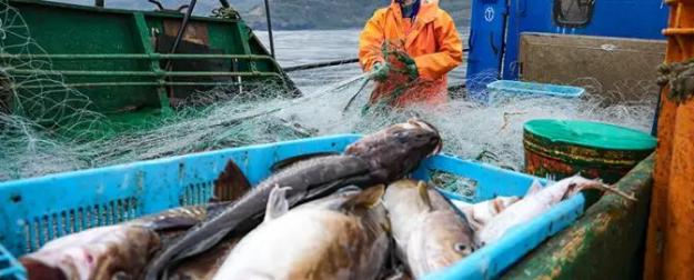 Власть ищет, где рыба — Путин поручил накормить бойцов и школьников