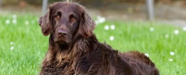 Поводок, намордник, табличка: в Петербурге — новые штрафы для собачников