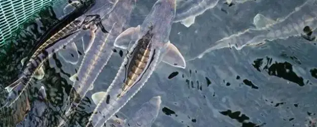 Рыба в одни сети: в РФ вылов осетра могут отдать государству