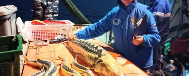 Новая Россия восстанавливает осетровых и выпускает печенье