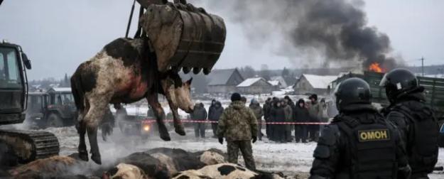 Инфекция ударила по Сибири: фермеры обвиняют власти в уничтожении хозяйств