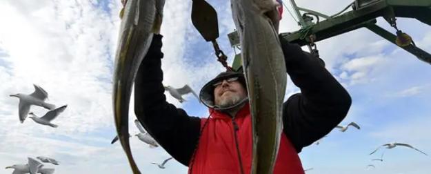 Медведев, где рыба? Рыболовная отрасль всегда стояла к России задом