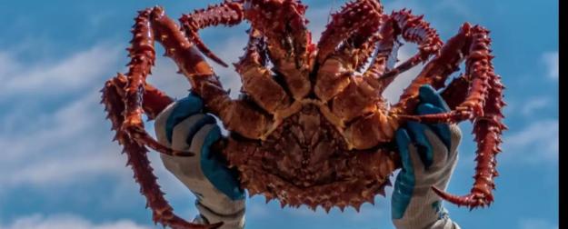 Аляскинские крабы прониклись «духом Анкориджа» и мигрировали в Россию