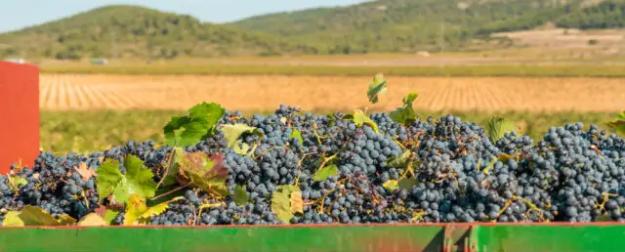 Истина в вине: в России увеличились плантации виноградников