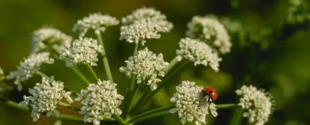 Землю могут изъять: юрист предупредил дачников о рисках закона о сорняках