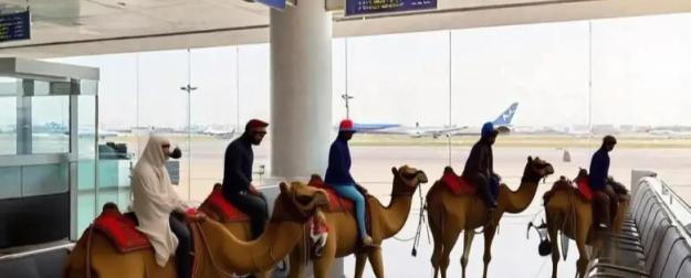 Спецрейс на ишаке: туристам в ОАЭ предложили альтернативу самолётам