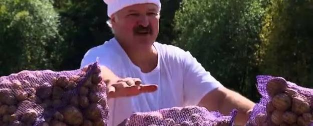 Картофельный кризис в Белоруссии: Лукашенко раскрыл причины дефицита Картофельный кризис в Белоруссии: Лукашенко раскрыл причины дефицита
