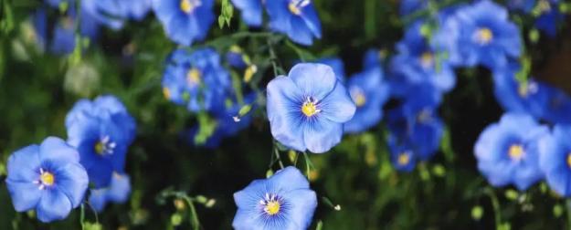 Русский лён: сырьевая база для зарубежной переработки?