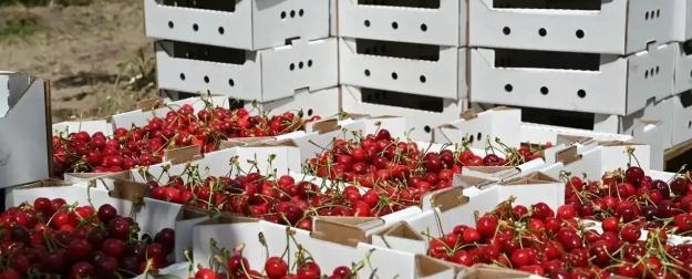 Новая Россия собирает черешню, исследует озёра и создаёт стройиндустрию