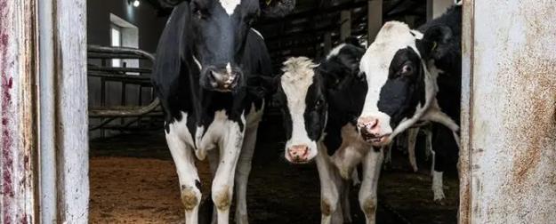 Почему массово уничтожают скот в частных хозяйствах России?