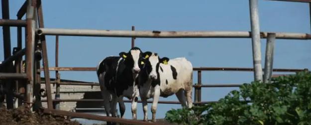 А был ли ящур, неизвестно. Но тысячи разорённых фермеров — факт