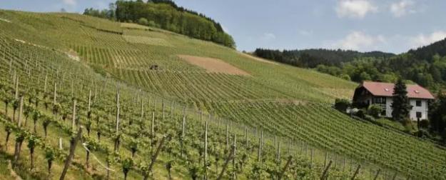 От импортозамещения к экспорту : что происходит на рынке виноделия в Р