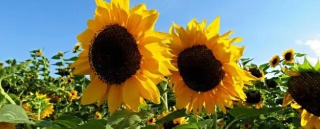 Рынок подсолнечника в кризисе: аграрный провал ударит по кошелькам россиян