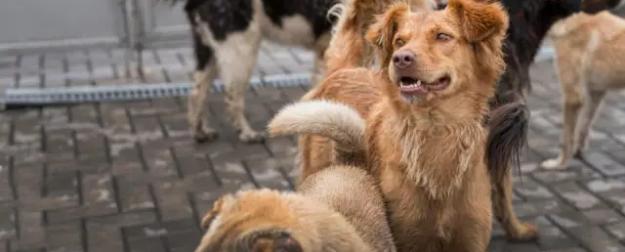 Расплата за пушистых: в РФ намерены повысить штраф за брошенных животных