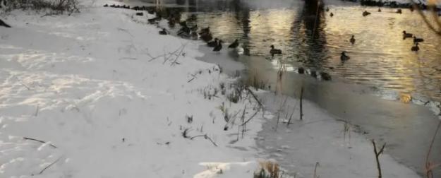 Реагентные реки Северной столицы: в регионе нашли решение очистки водоёмов