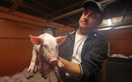 Свиное мясо не приносит прибыль из-за российского эмбарго