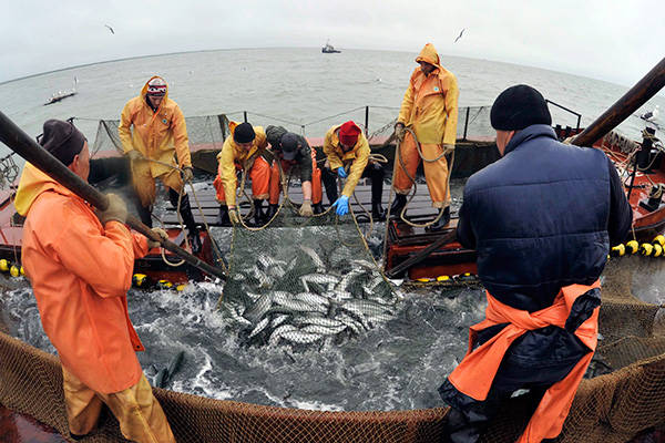 Российское рыбное хозяйство разваливается, несмотря на многомилионные вливания из бюджета
