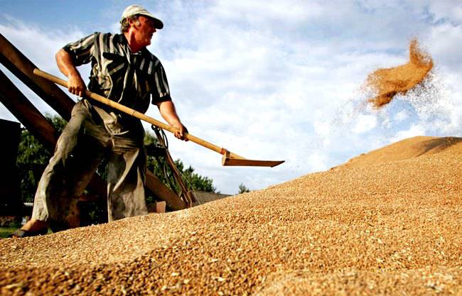 Вьетнам отказался покупать гнилое украинское зерно