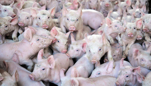 Еврокомиссия просит Россию ослабить продуктовое эмбарго и покупать свинину