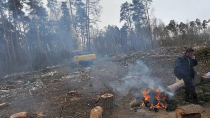 Массовая вырубка лесов превратит Украину в пустыню