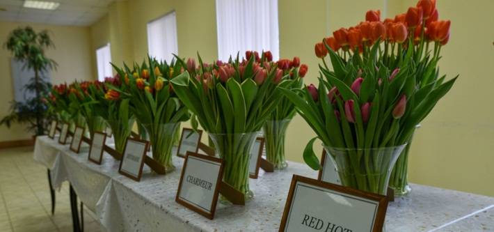 Пан или тюльпан: санкционная удавка привела к расцвету импортозамещения