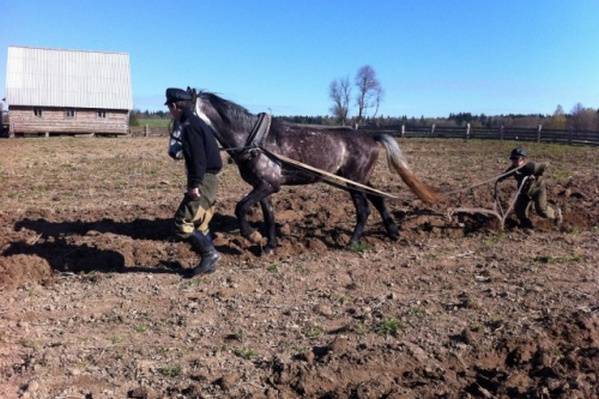 В Украине треть крестьян до сих пор пашут землю на лошадях