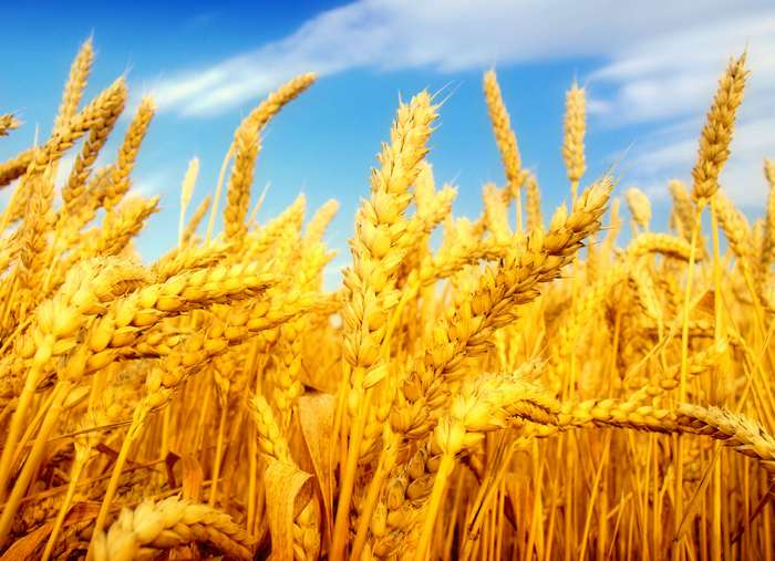 Агроновости: экспорт пшеницы