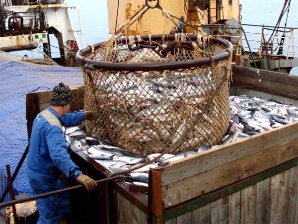 Золотое дно: рыбный промысел Украины ушел в тень, захватив 4 миллиарда