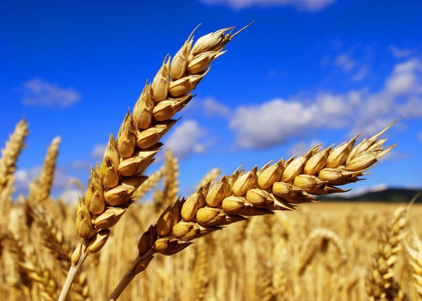 Агроновости: урожай зерна и мировой рынок