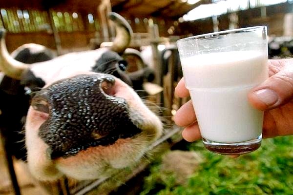 Рецепт молочного бизнеса. Специальный репортаж
