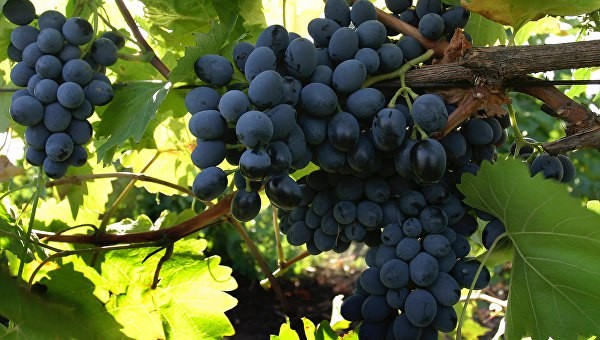 Крымское вино: Российское виноделие пошло по новосветскому пути развития