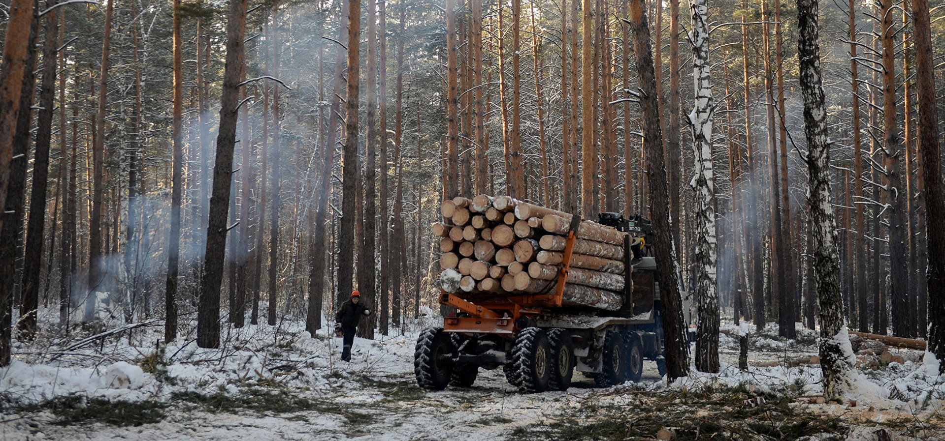 Очередной провал Украины: леса Незалежной тайно вывозят в Европу