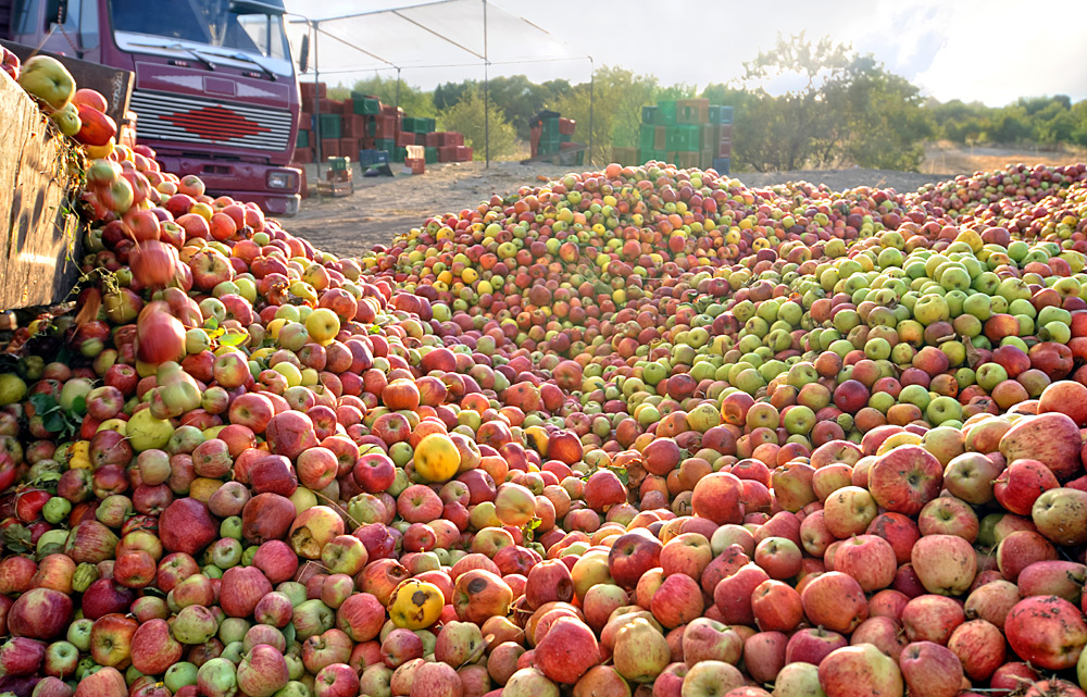 Санкции дожали поляков: «Наши яблоки ценили только в России»
