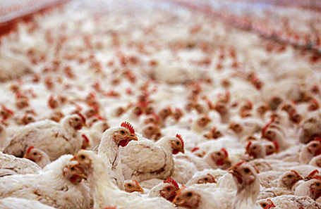 Качественный экспорт: российские курицы заинтересовали ОАЭ