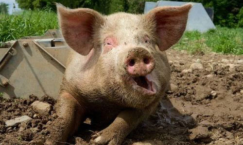 На Украине стремительно уменьшается число свиней: сало становится роскошью