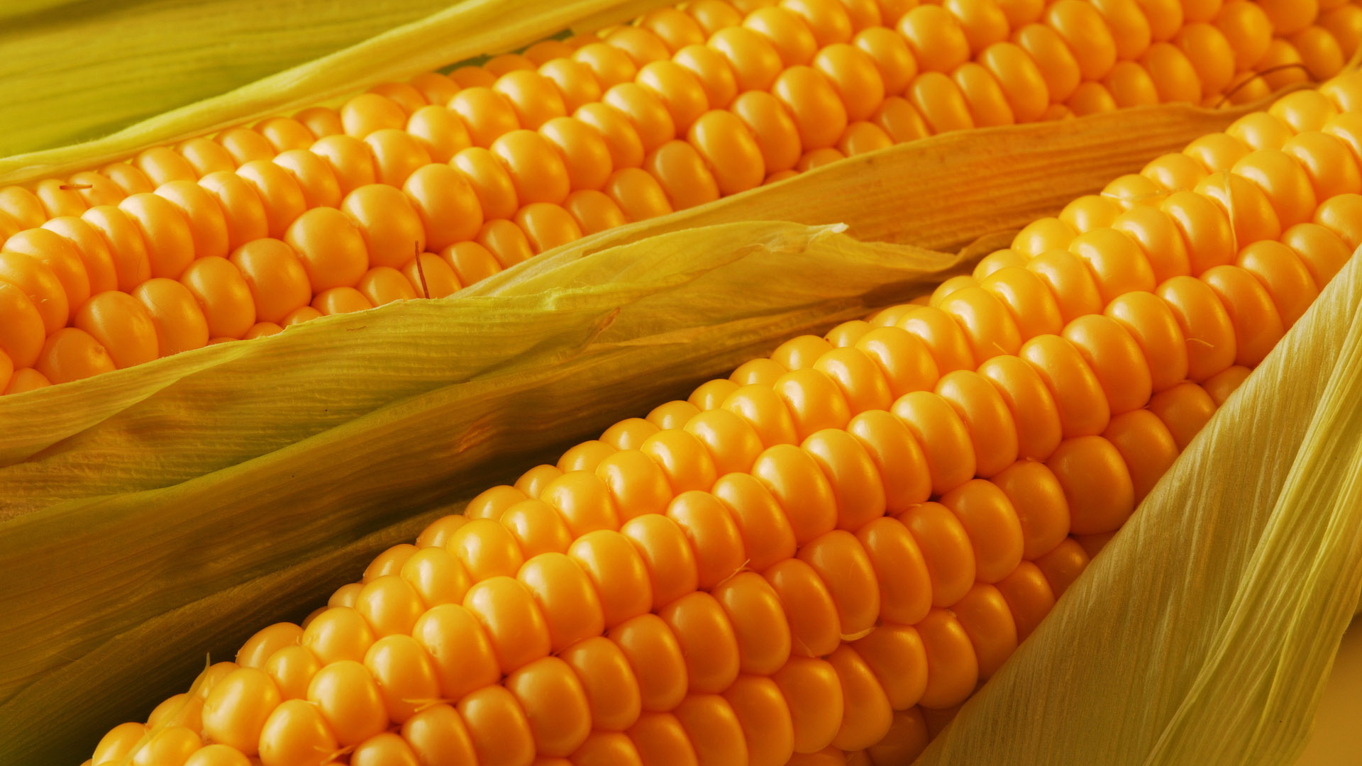 «Царицу полей» заказывали? Российская кукуруза едет в Сенегал
