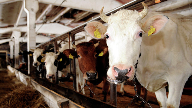 Россия временно остановит поставки говядины из Минской области