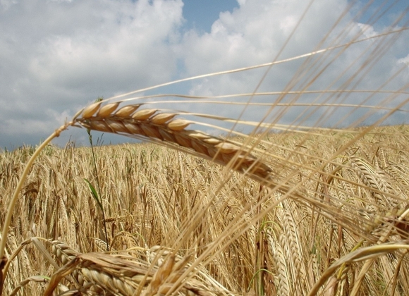 Украину сливают: Польские фермеры требуют остановить импорт зерна