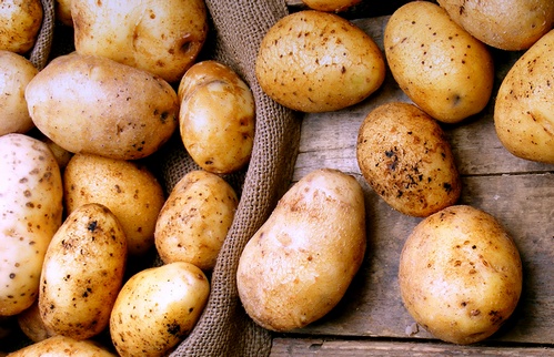 Уникальную картошку, созданную российскими учеными, объявили вне закона