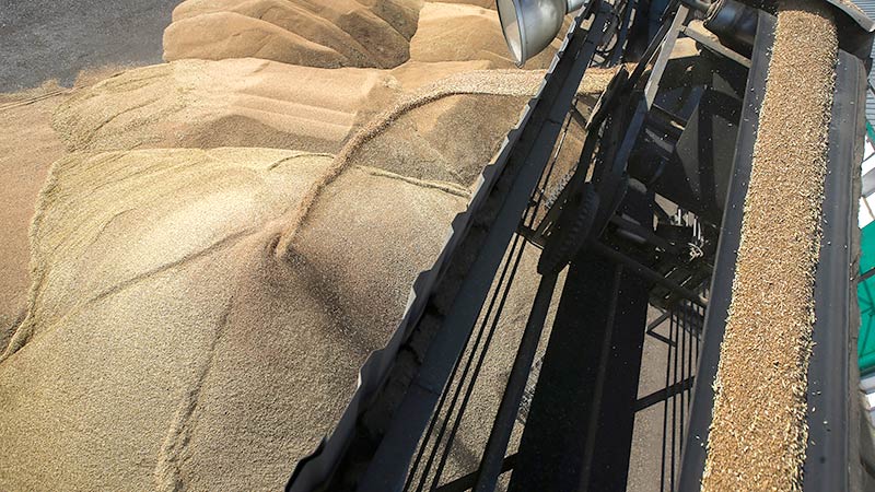 Экспорт русской пшеницы в Турцию вырос в четыре раза несмотря на пошлины