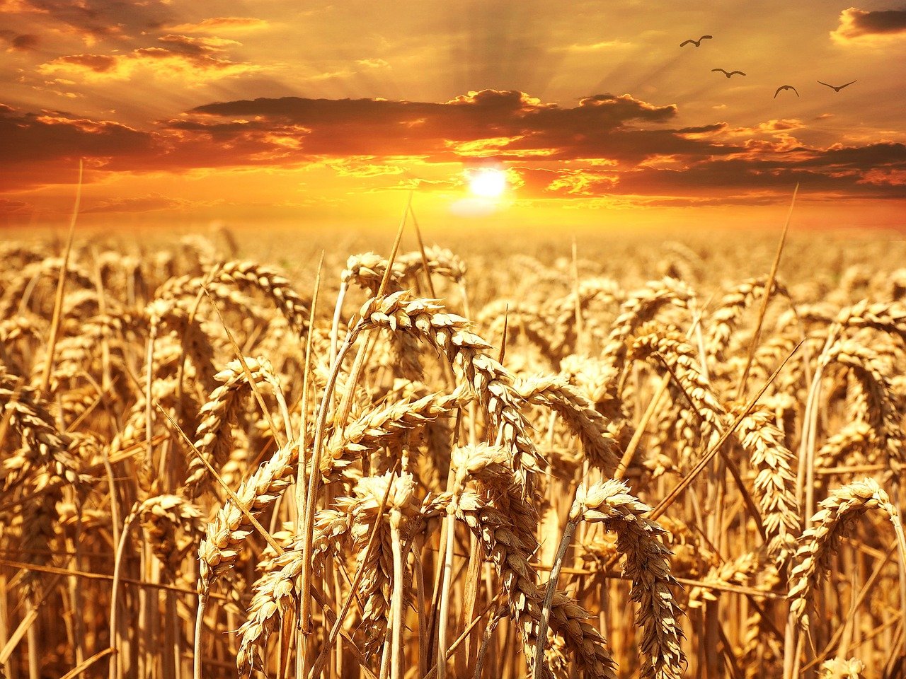 Турция ввела новые ограничения на импорт российской пшеницы