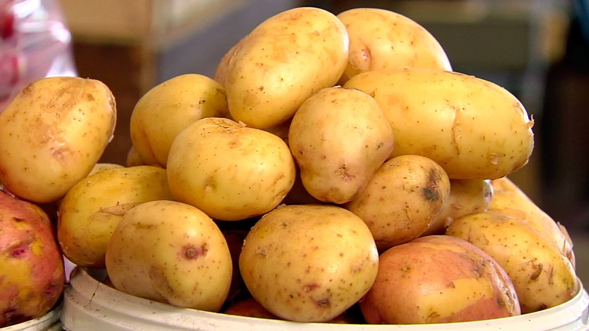 Куча картошки. Картофель. Картофель молодой. Молодая картошка. Картошка Азербайджан.