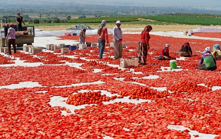 Беларусь: турецкий помидорный офшор