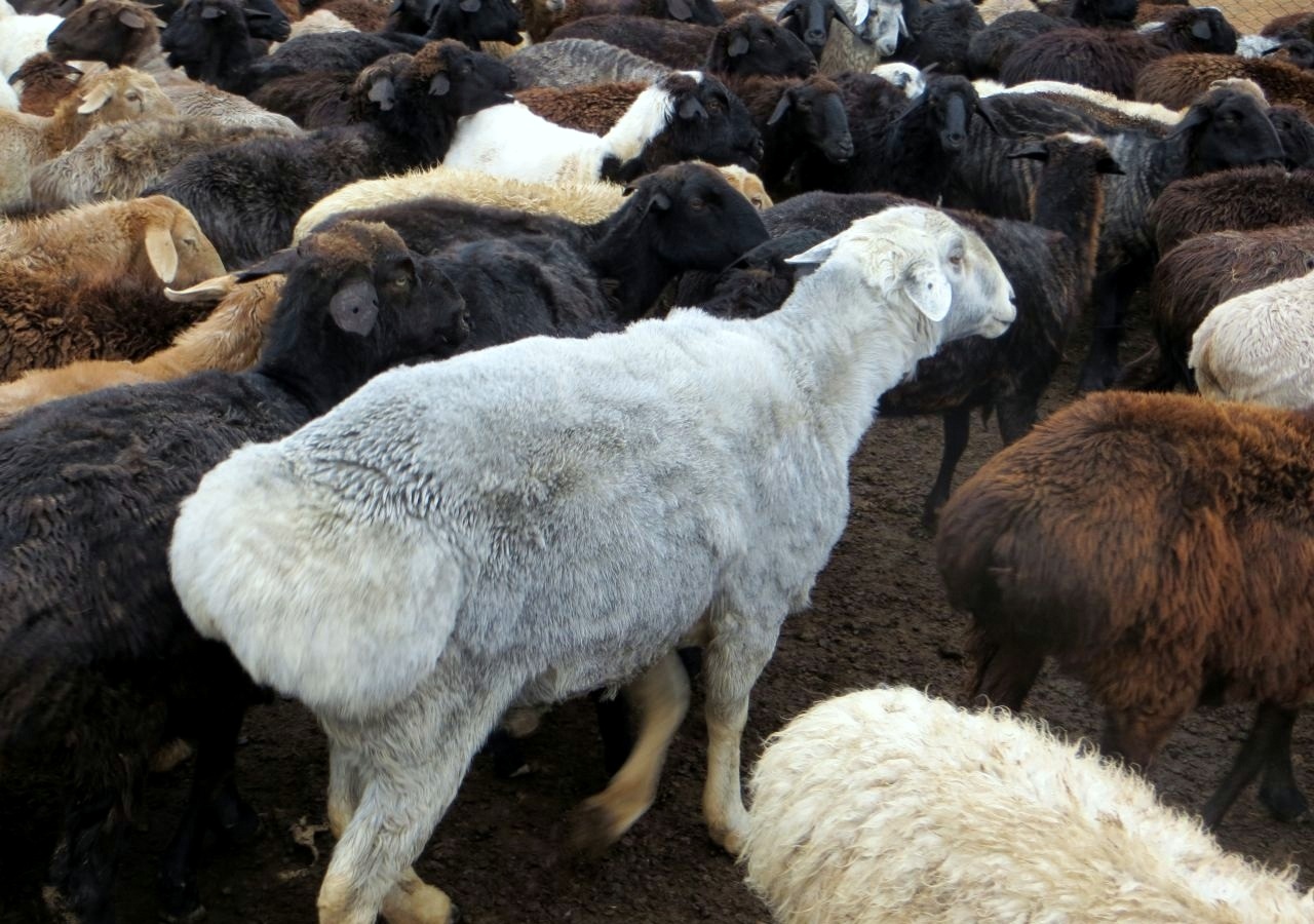 Овцы купить в ставропольском. Эдильбаевская порода овец. Продается баран. Баран в городе. Бараны на ферме.