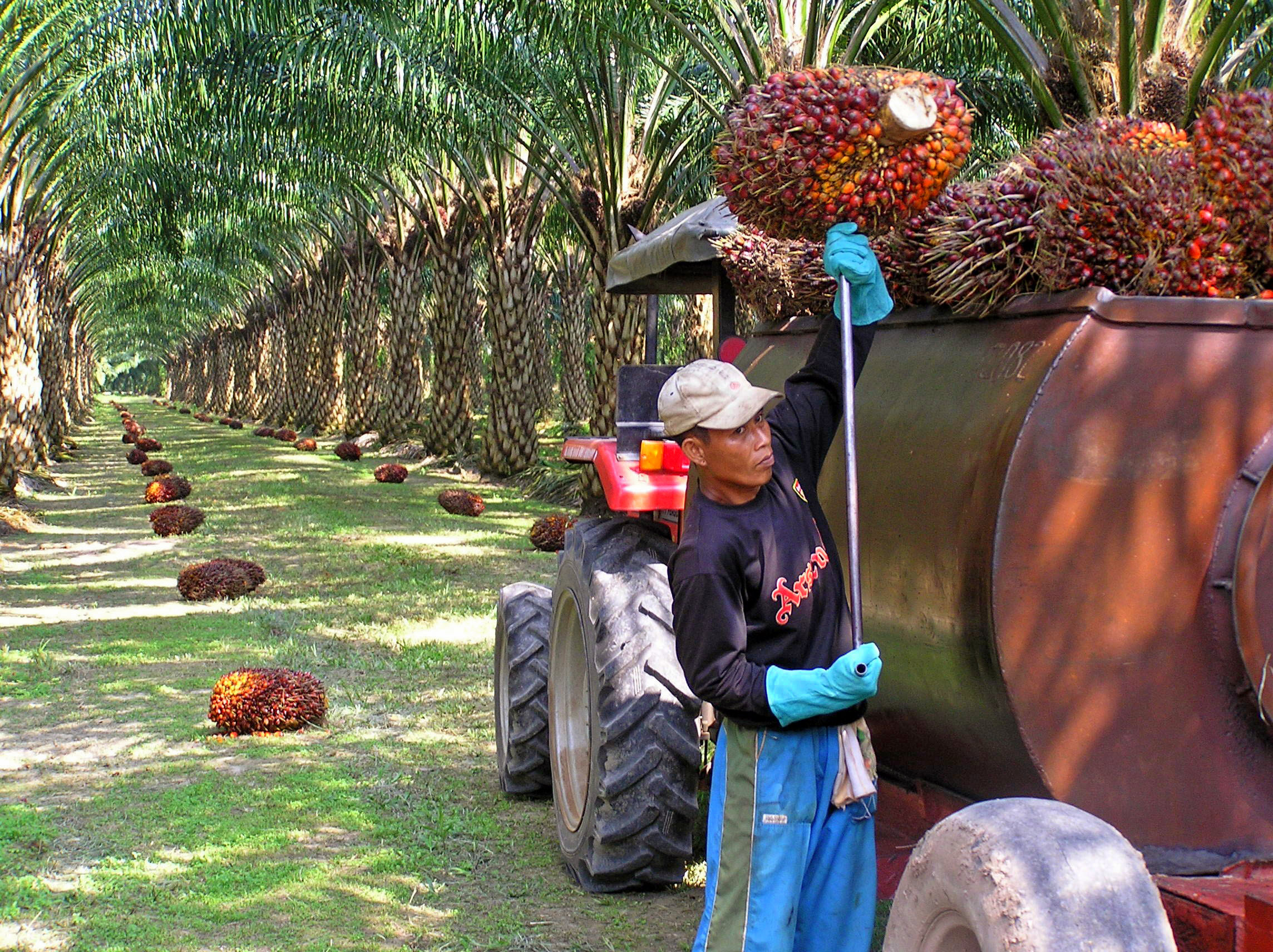 Хозяйство малайзии. Масличная Пальма. Пальмовые плантации в Малайзии. Малайзия пальмовое масло. Плантации пальмового масла.