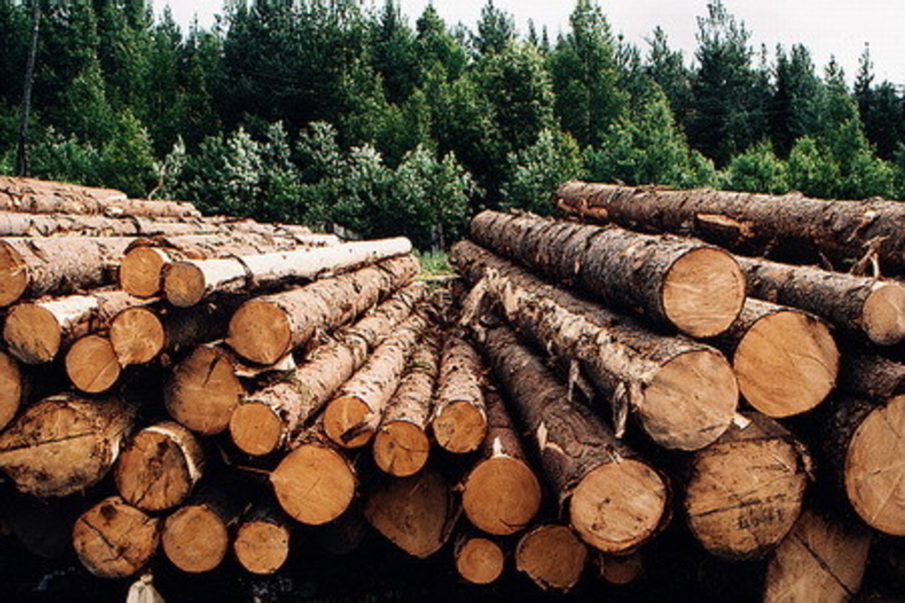 Лесная, деревообрабатывающая и лесохимическая промышленность