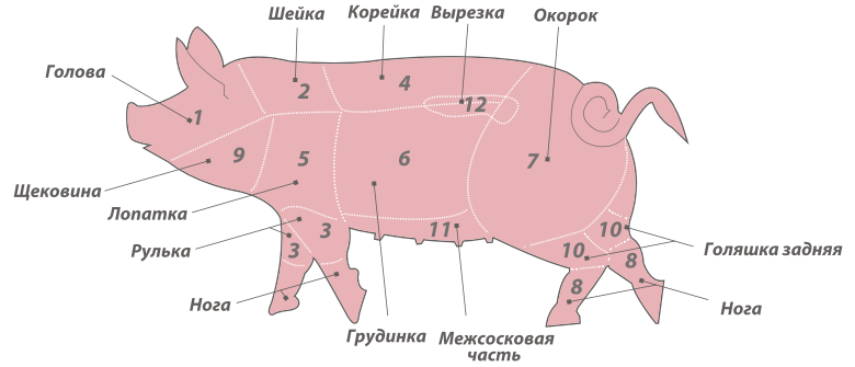 Анатомия поросенка в картинках