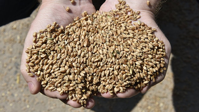 Урожай зерна бьет рекорды: повлияет ли это на цены на хлеб